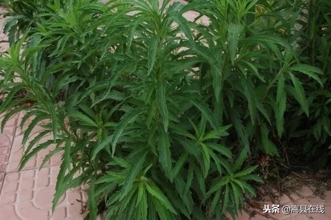 农村比较常见的中草药,农村不可碰的十种草药