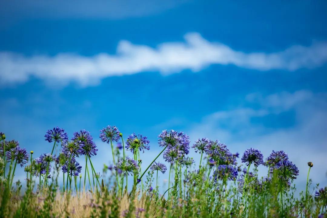 成都必去景点线路攻略推荐,成都旅游地铁附近旅游攻略
