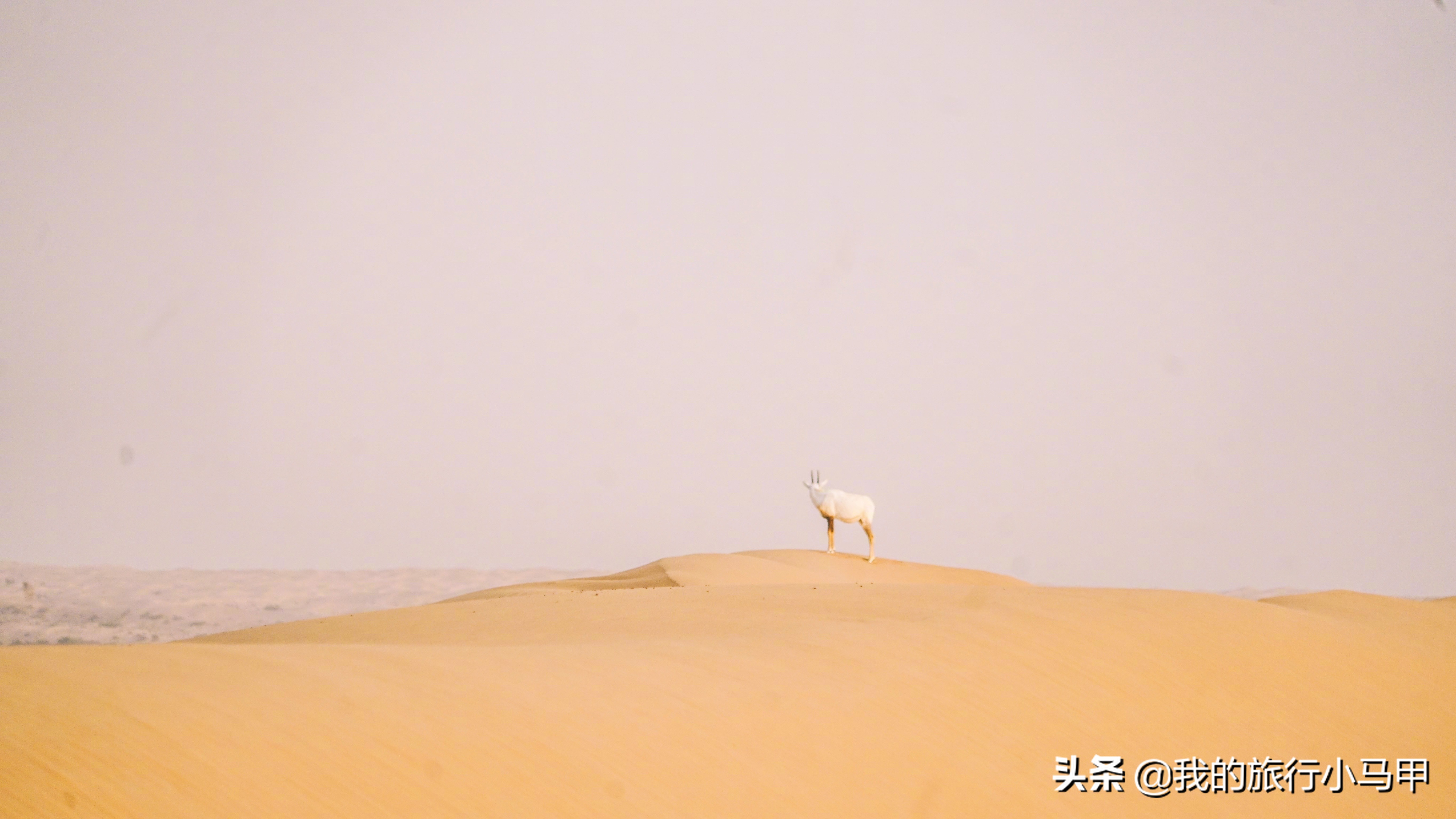 迪拜游玩一定要体验一次,迪拜必去十大景点旅游攻略