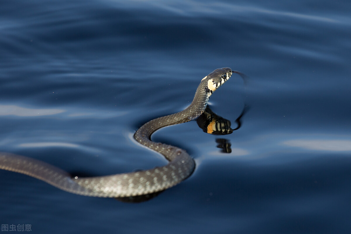 苇塘湖小野鸭哪里去了？老鼠蛇黄鼬雀鹰乌鸦黑鱼都是野鸭天敌