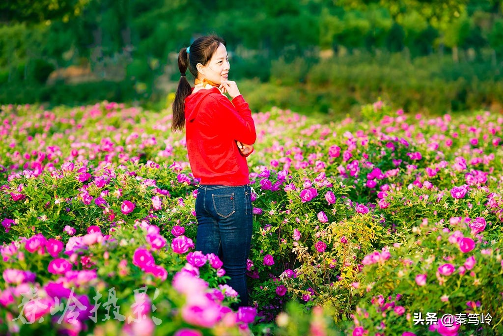 五月玫瑰花期,五月玫瑰盛开时