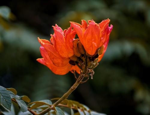 盘点世界各国国花你最喜欢哪种,盘点各国国花