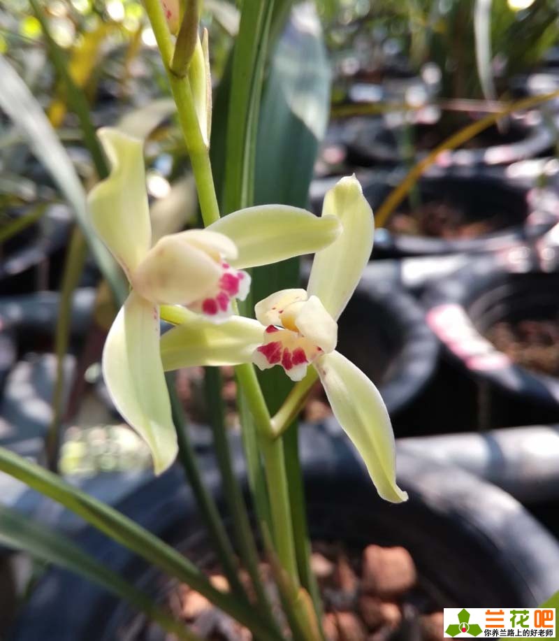 兰花7月份管理,进入5月底兰花的正确养护方法