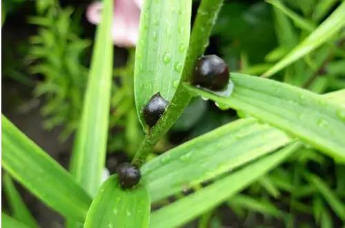 卷丹百合种球繁殖步骤图解,百合种球萌芽1厘米了怎么养护