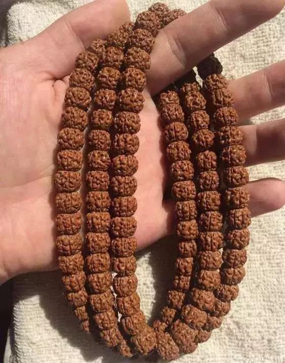 金刚贵贱区别,金刚菩提多久能红