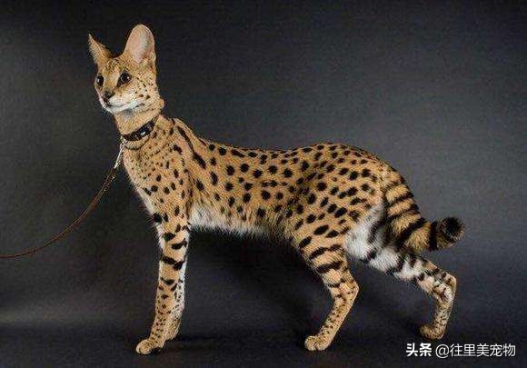 哪种宠物猫可以遛,适合野外遛的宠物猫有哪些