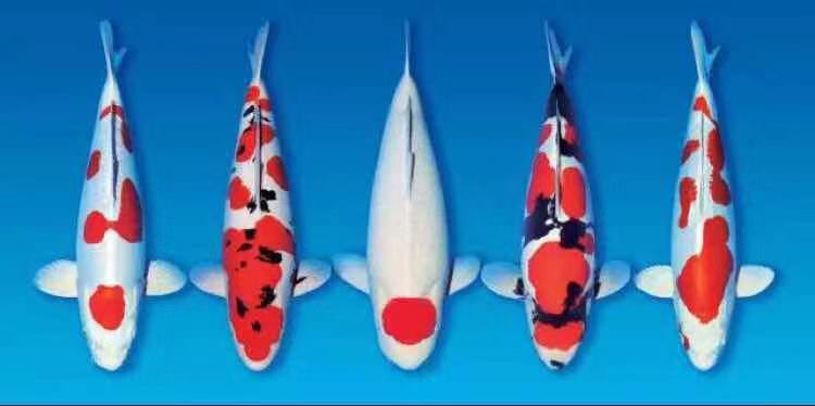 鱼缸养锦鲤鱼的方法和技巧,鱼缸新手养锦鲤鱼的正确方法