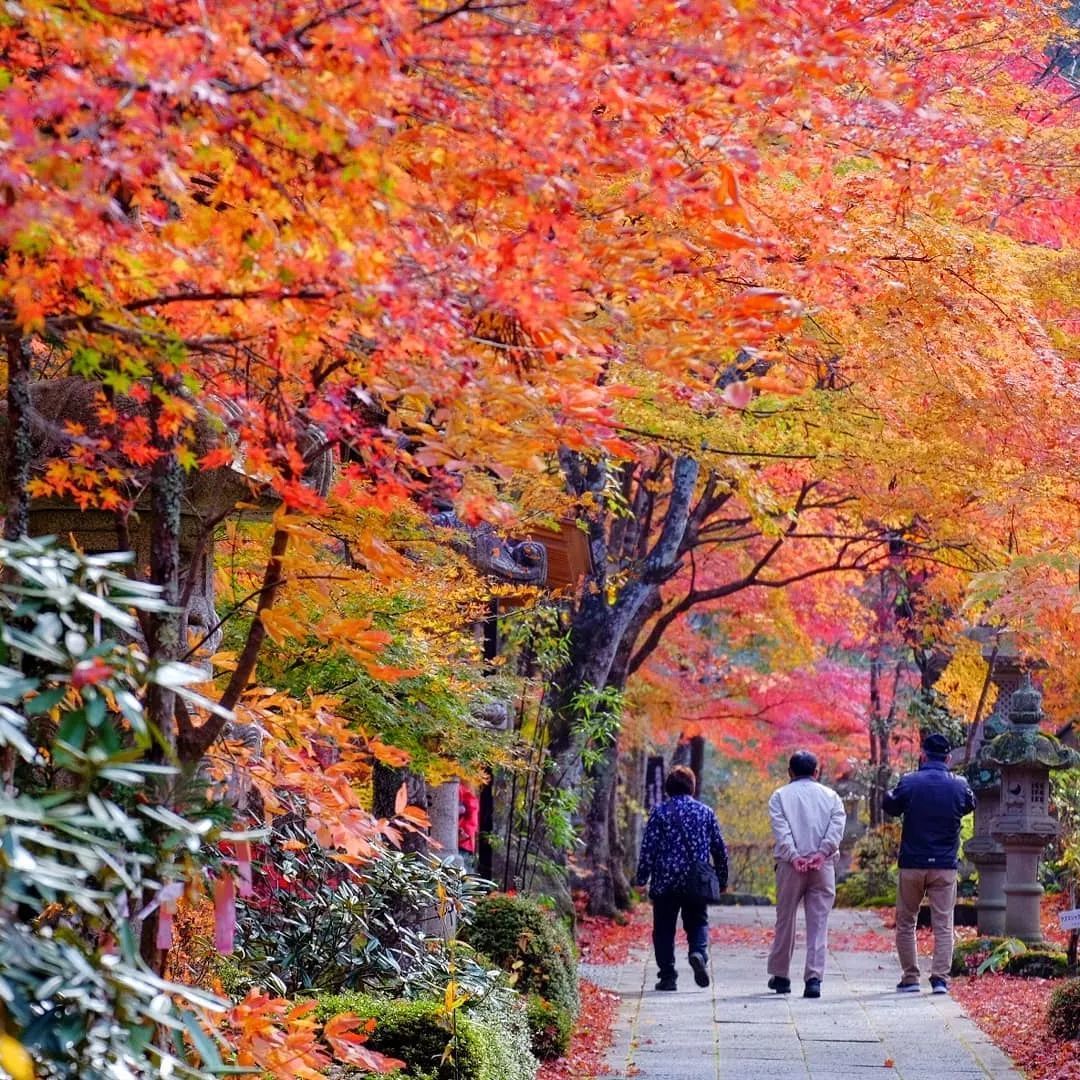 做个‘追枫少女’领略红叶之美！