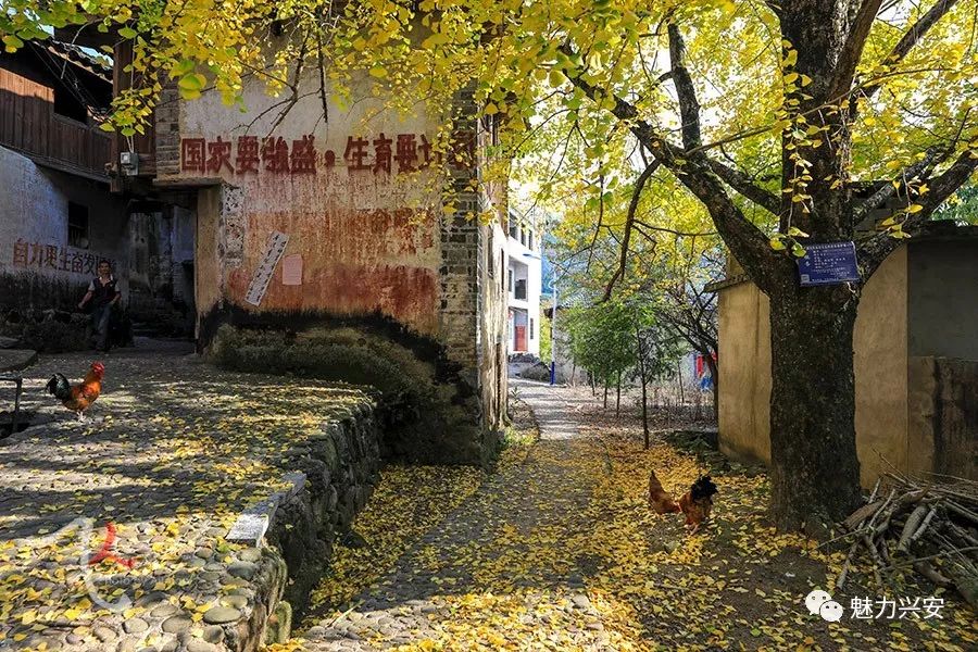 桂林兴安漠川银杏最佳观赏时间,桂林兴安漠川银杏网红打卡地