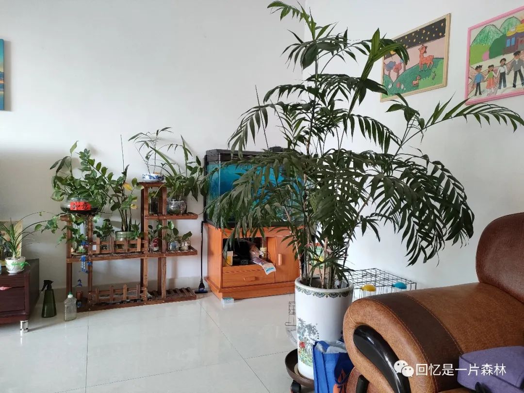 捡了棵凤尾竹怎么能活,单株凤尾竹