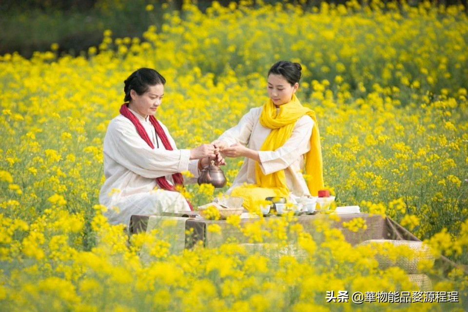 江西婺源油菜花音乐节,婺源油菜花文化节