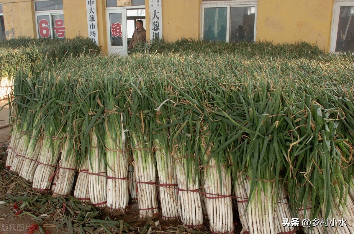 怎么才能种好大葱,怎样种植的大葱才能长得快