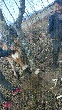 搞笑gif段子你家狗真会玩啊,狗子剃毛恶搞