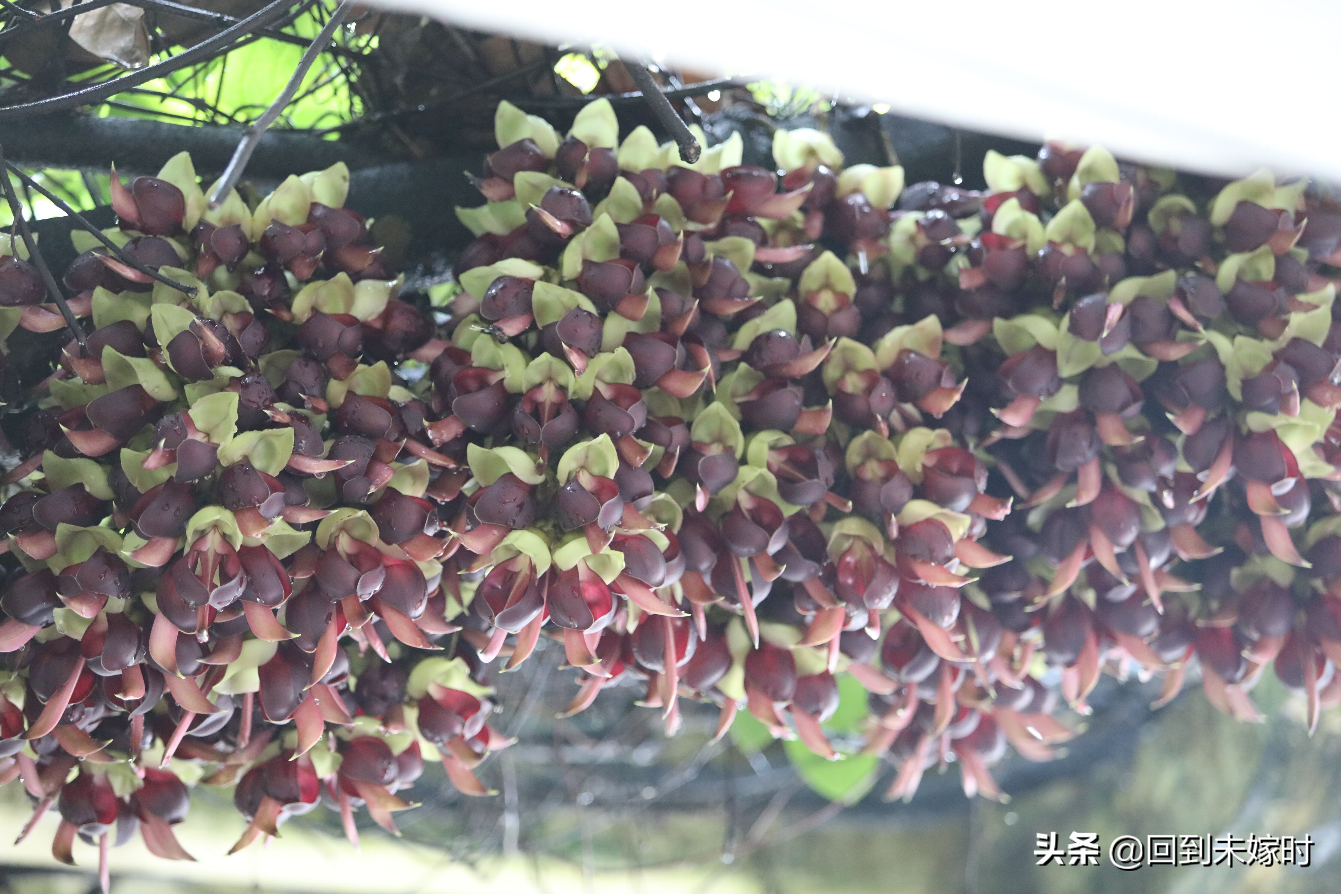 深圳东湖公园禾雀花,深圳东湖公园现在有花吗