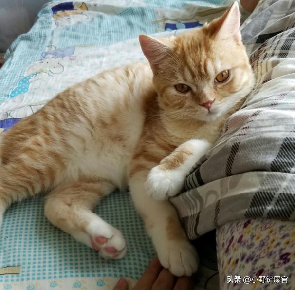 为什么猫咪适合老人养,猫咪步入老年的状态