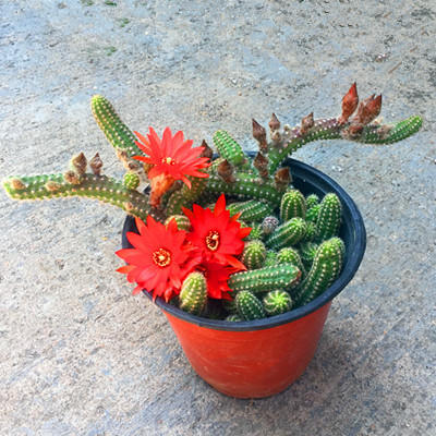 仙人指和蟹爪兰哪个更容易开花,仙人指不怎么开花是怎么回事