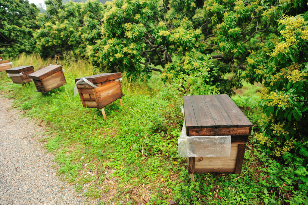 蜜蜂养殖蜂场管理技术,蜜蜂养殖技术中蜂快速繁殖技巧