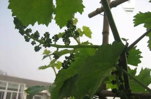 阳台种植葡萄怎样才能多果甜,阳台上种葡萄的正确方法
