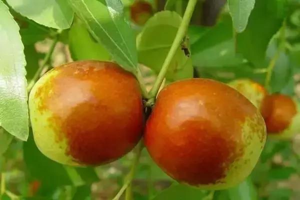 你心目中的乳山是什么样子的？