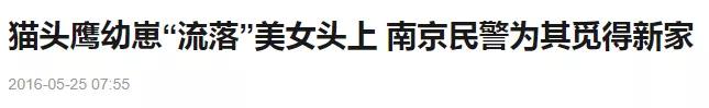 有多少南京人，获得过猫头鹰的祝福