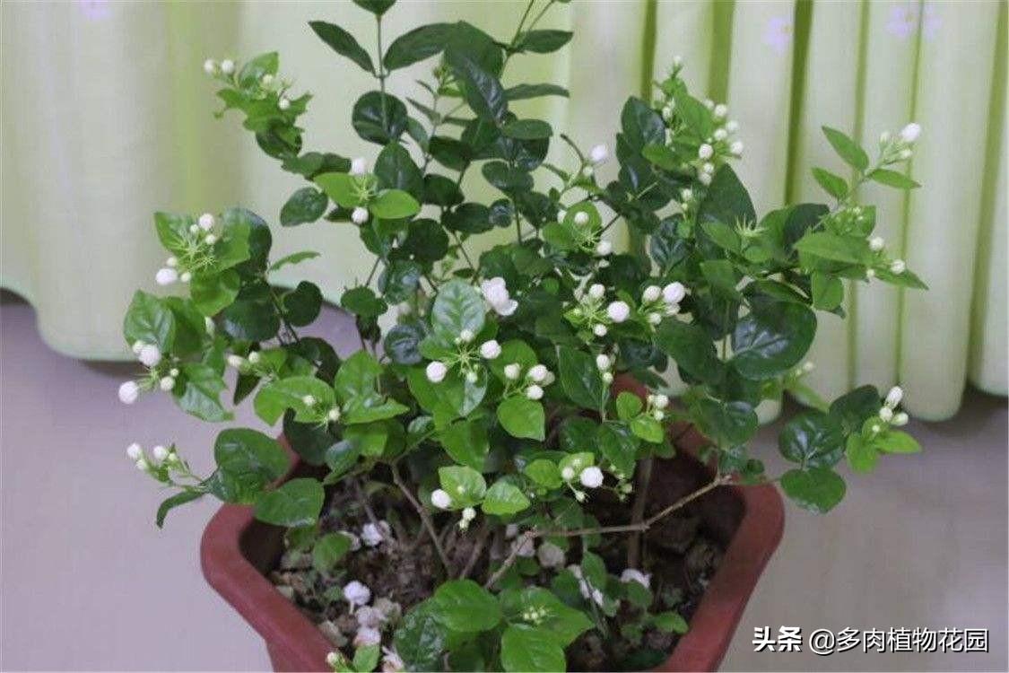 茉莉花养了没有多久就干枯，这样处理，花香四溢