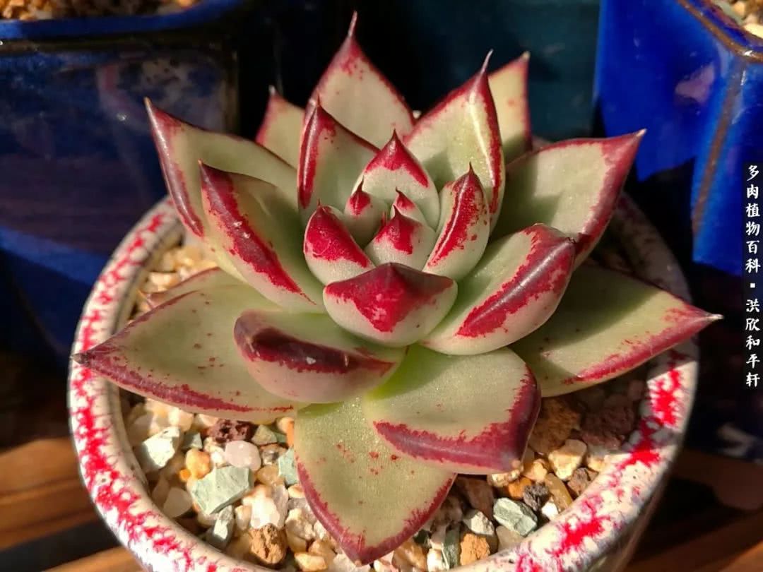 多肉的四季轮回,四季轮回多肉