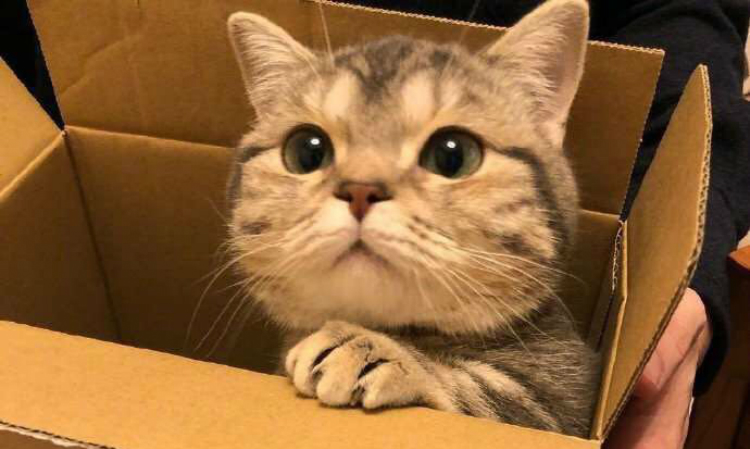 新手第一次养猫需要注意什么事项,新手养猫要注意什么给你22条建议