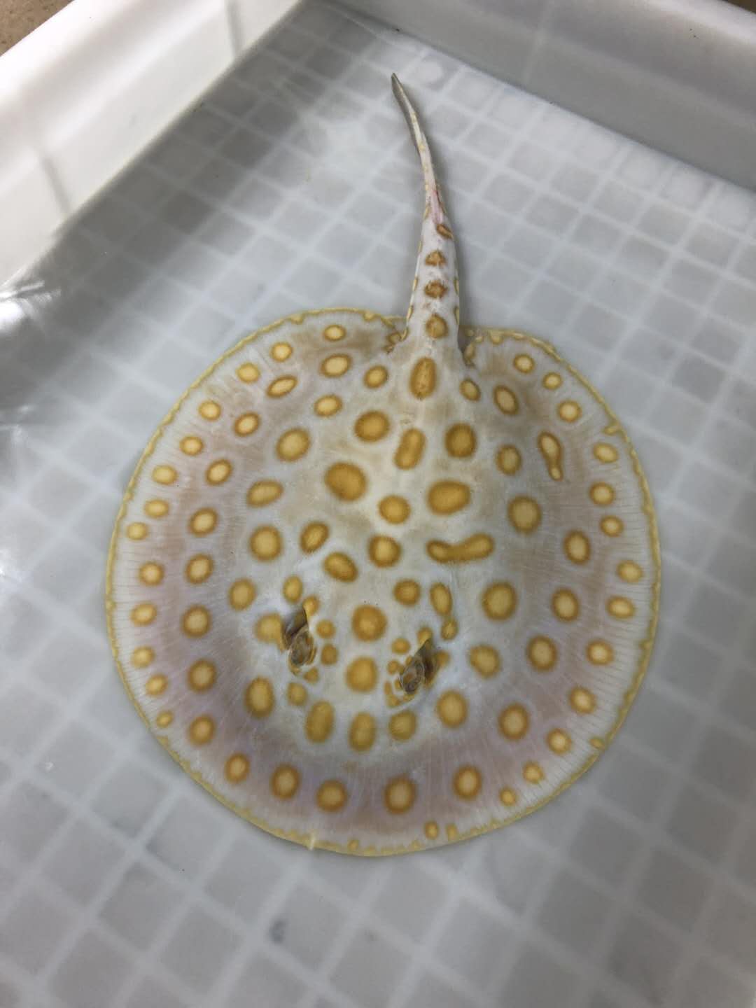 楠羽养鱼经全集,楠羽魟鱼