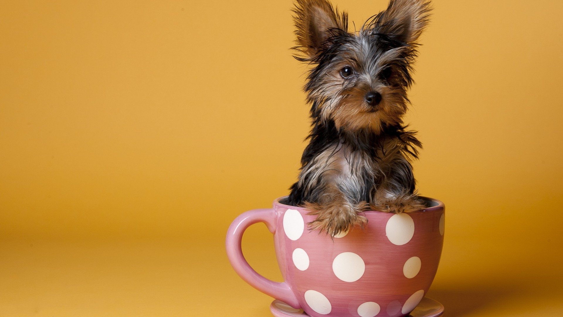 电脑桌面壁纸怎么设置,电脑桌面壁纸高清4k