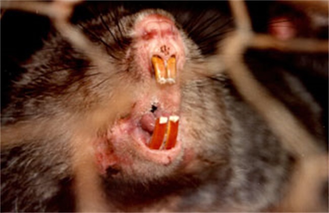 竹鼠掉牙怎么办,竹鼠掉毛怎么处理