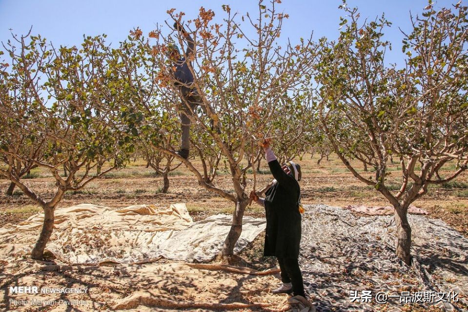 伊朗开心果脆,伊朗特产水果干果