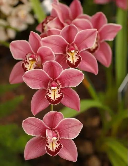 中国十大名花惊艳千年,中国十大名花美极了