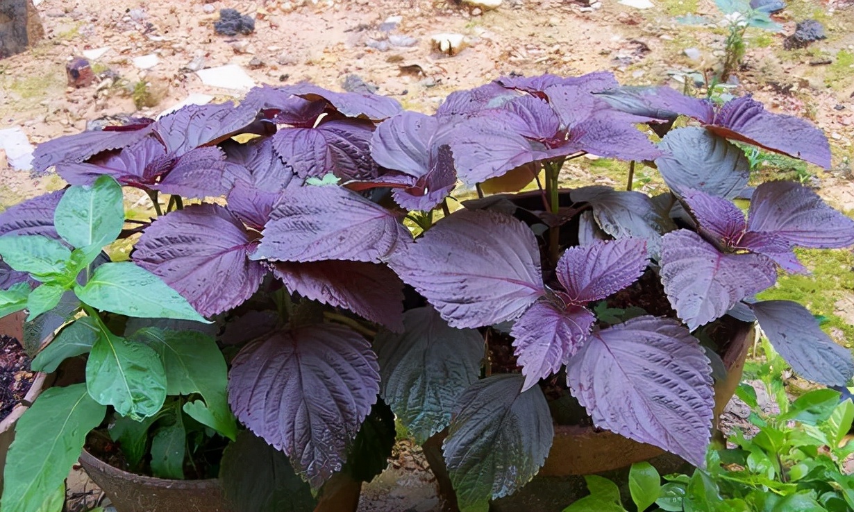 农村1种“香草”，以往牛都不愿吃，如今出口卖到日韩，价格极高