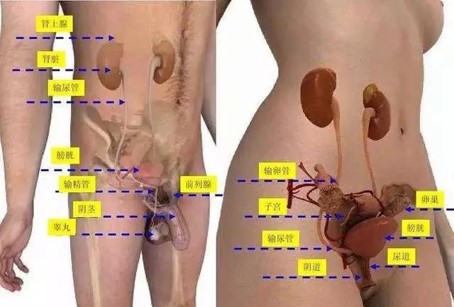 人体八大系统查体,科普讲解人体八大系统4分钟