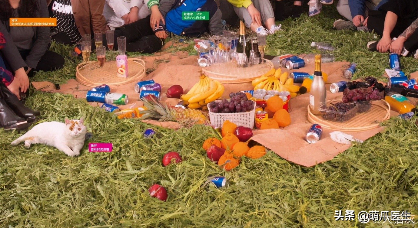 全网最委屈的猫主子,全网最委屈的小奶猫