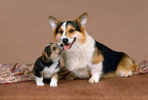 养狗不选“母犬”的几大原因，你知道哪些呢？