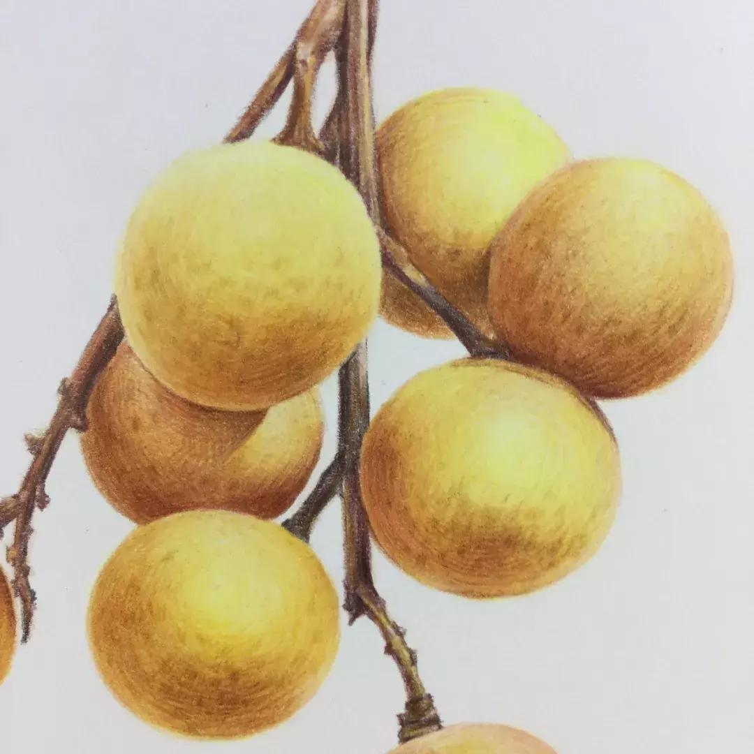 彩铅龙眼,龙眼怎么画彩铅