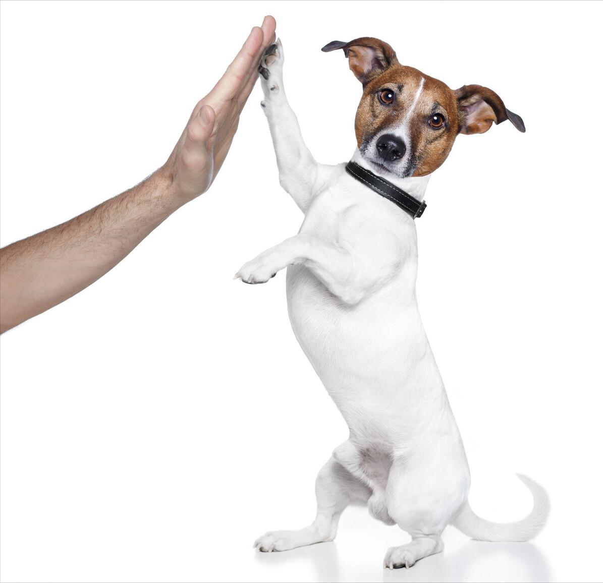 训狗的十八个技巧,秘籍传授口诀大全