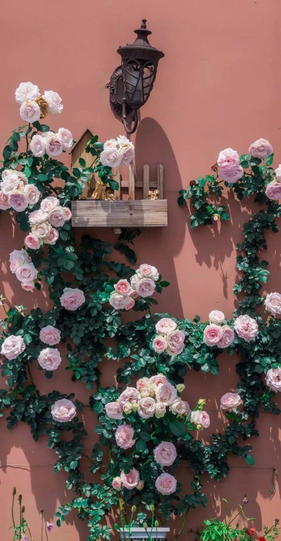 槽糕,是心动的感觉!这个神秘花谷正在悄然绽放!走,去拍照~