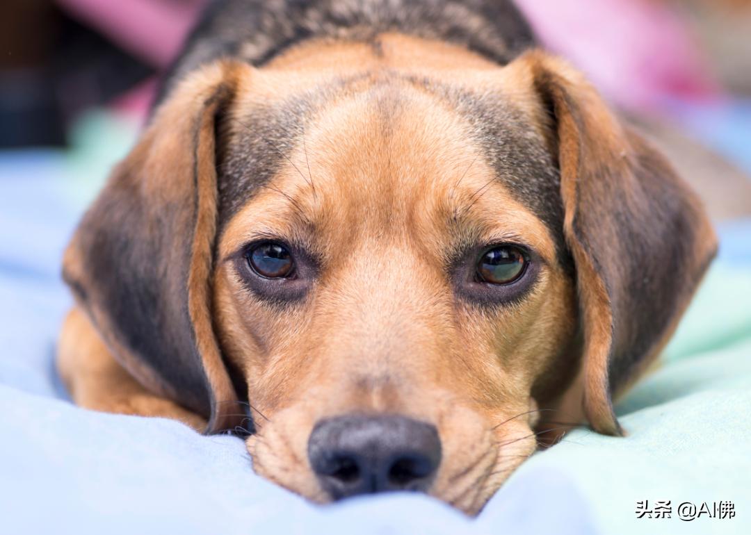 十种不能给狗吃的食物,狗的克星食物