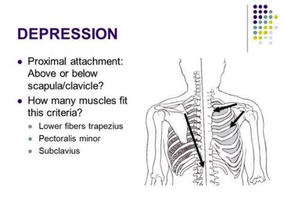 练胸伤肩怎么办,练胸怎么避免肩膀痛