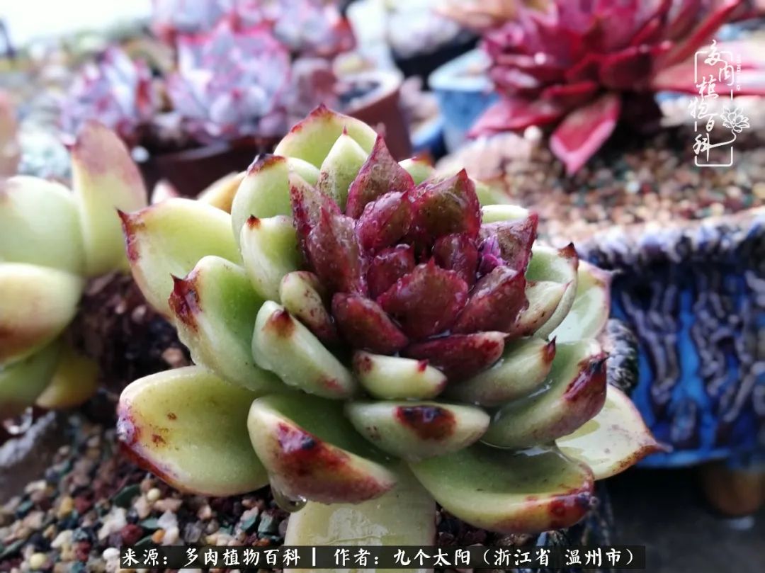 景天、球和龙舌兰，只要是多肉，都喜爱
