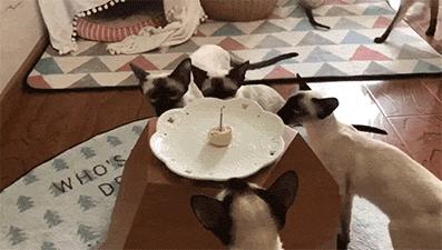 我们败了两款新型“猫*品毒**”孝敬主子，你猜哪种比较受猫欢迎？