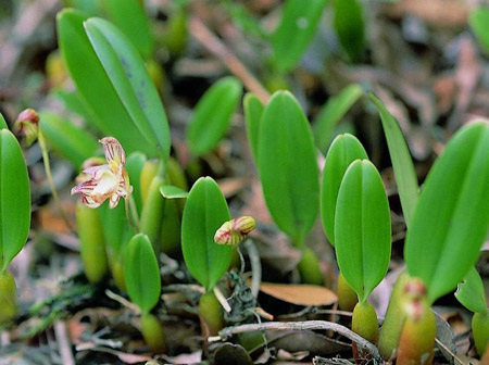 哪种兰花长在石头里好养,石头缝里开出的兰花什么意思
