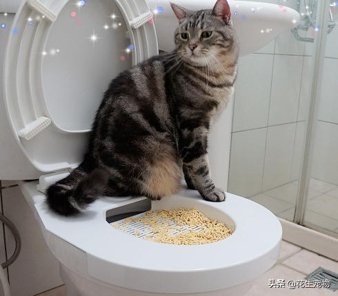 猫咪要经常洗澡保持干净吗,猫咪还不能洗澡时该怎么给它清洁