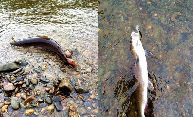 俄罗斯钓鱼为什么那么难钓,俄罗斯人钓鱼方法大全