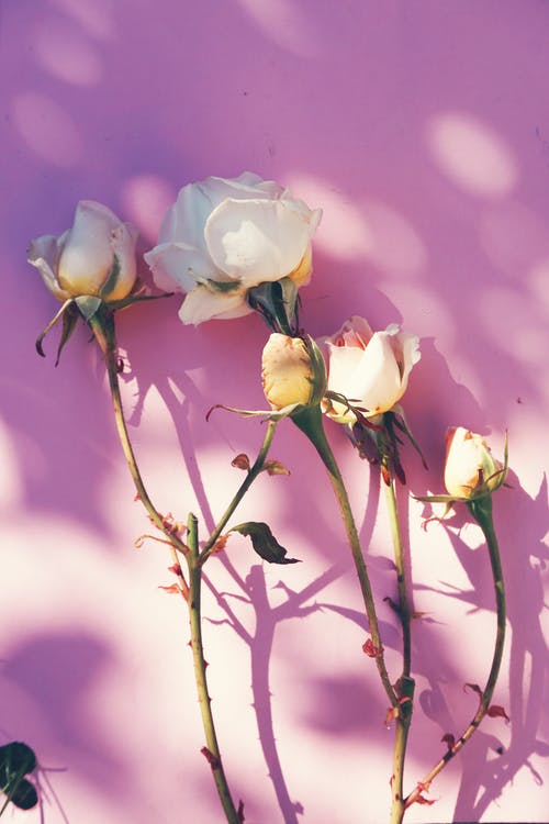 如何放下一个喜欢了很久的人,怎么放下一个喜欢很久的人