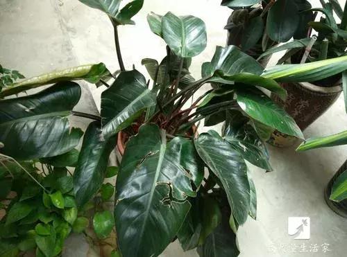 装修房子吸甲醛最好的是什么植物,吸甲醛最好的植物排名