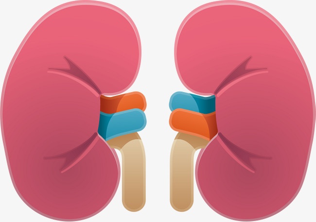 肾虚就是肾功能衰竭吗,肾虚就是血虚吗