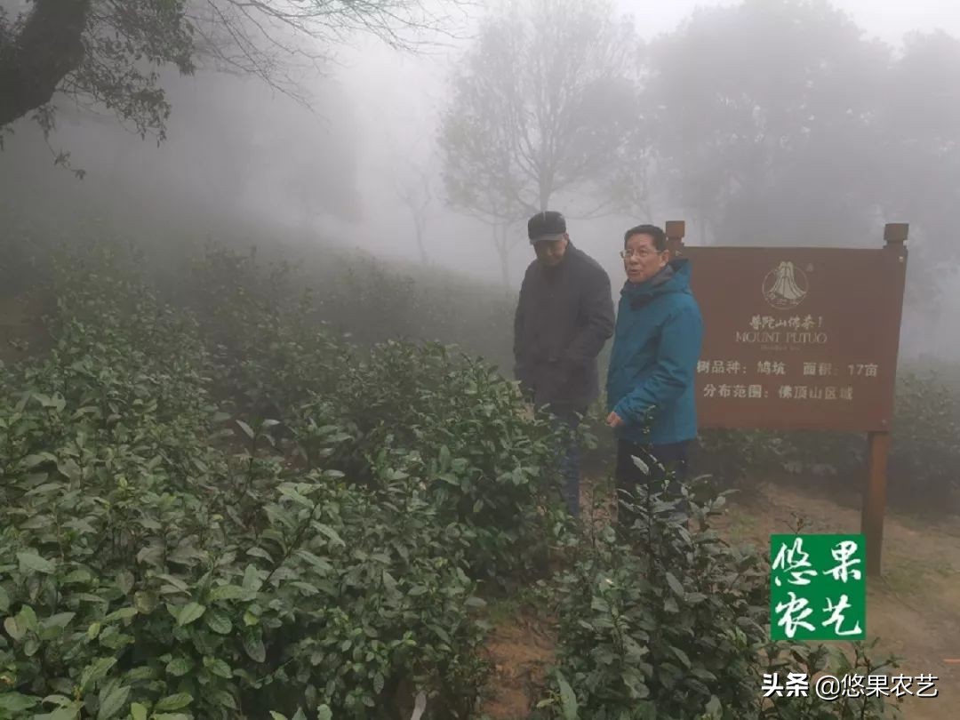 期待兰花香,再谈鸠坑群体种老茶园